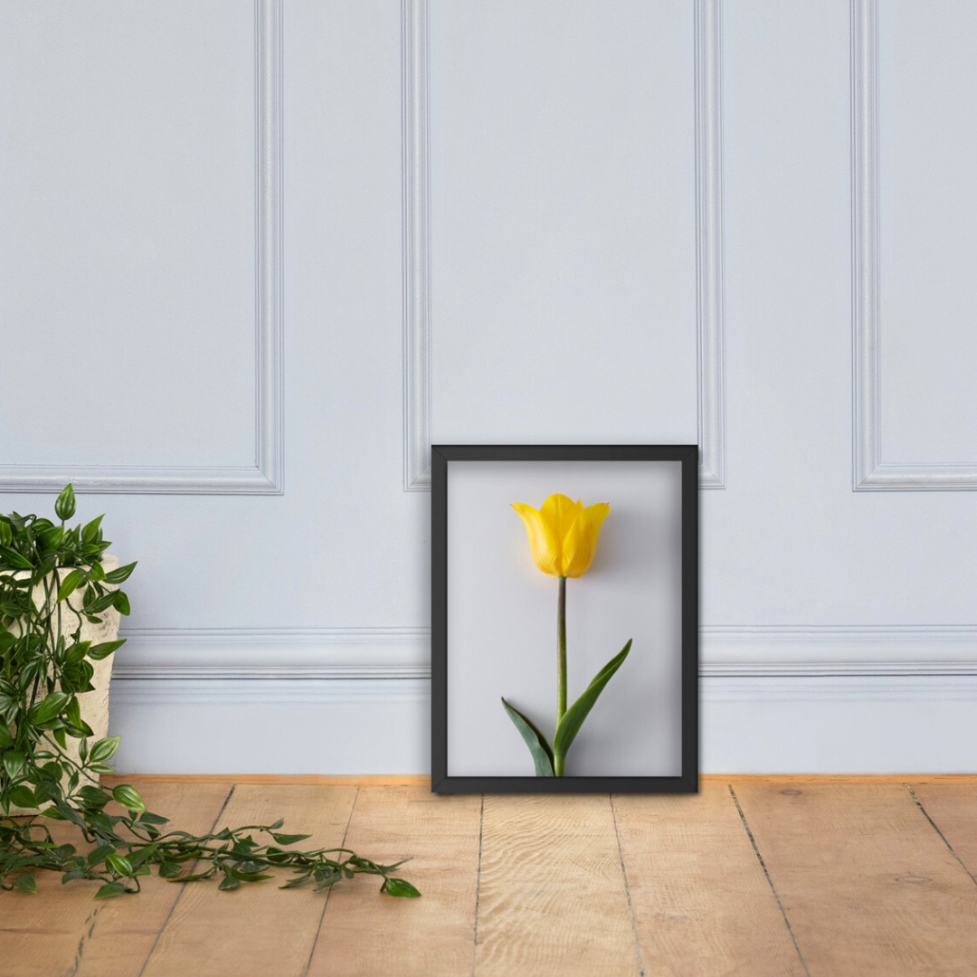 Dzeltena tulpe priekam II